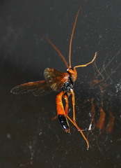 Opheltes glaucopterus barberi