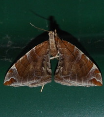 Eulithis molliculata