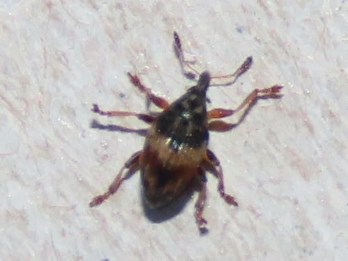 Flower Bud Weevil, Voorburg, Nederland, photo 5 of 10