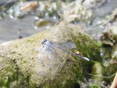 Argia moesta