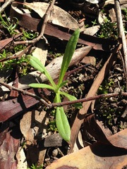 Xerochrysum viscosum