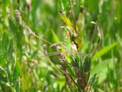 Erpetogomphus designatus