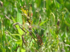 Erpetogomphus designatus
