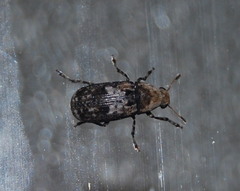 Euparius paganus