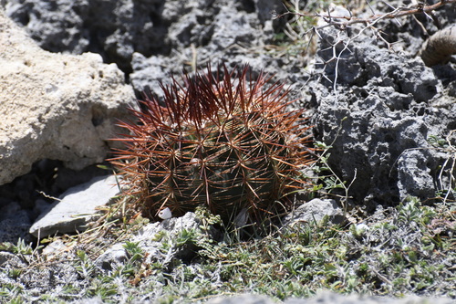 Image of Melocactus macracanthos by (c) Thorsten Hackbarth, some rights reserved (CC BY)