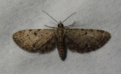 Common Eupithecia Moth photo 4