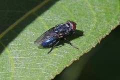 Protocalliphora