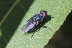 Protocalliphora