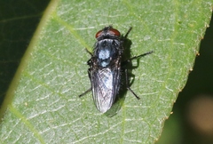 Protocalliphora