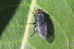 Protocalliphora