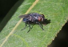 Protocalliphora