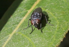 Protocalliphora