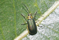 Trirhabda flavolimbata