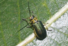 Trirhabda flavolimbata