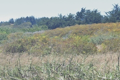 Hypericum canariense