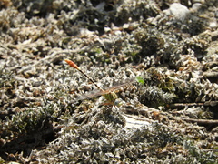 Erpetogomphus designatus