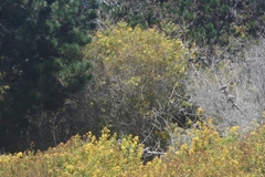 Hypericum canariense