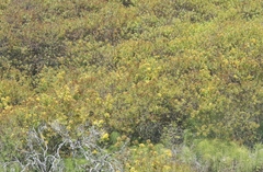 Hypericum canariense