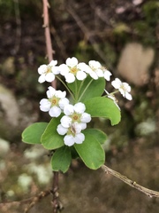 Spiraea prunifolia pseudoprunifolia