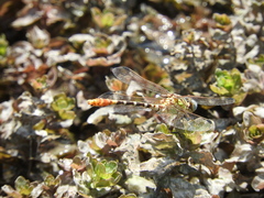 Erpetogomphus designatus