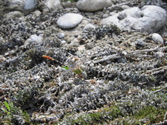 Erpetogomphus designatus