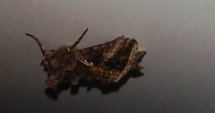 Autographa precationis