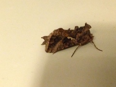 Autographa precationis