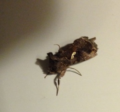 Autographa precationis