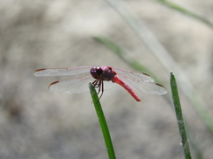Orthemis ferruginea