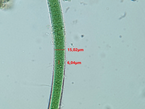 Oscillatoria limosa observed 2025-03-01