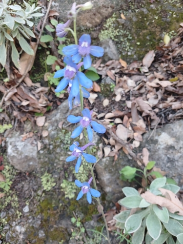 Image of Delphinium madrense by (c) Víctor Alonso Hernández González, some rights reserved (CC BY)