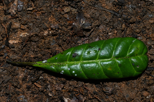Foto de Carapanaúba