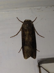 Agrotis ipsilon