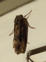 Agrotis ipsilon