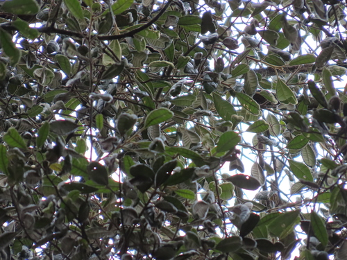 Foto de Carapanaúba