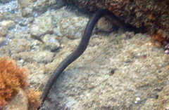 Laticauda semifasciata