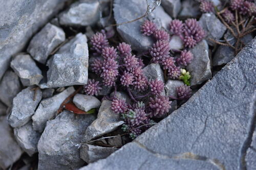 Sedum hispanicum iNat (2)