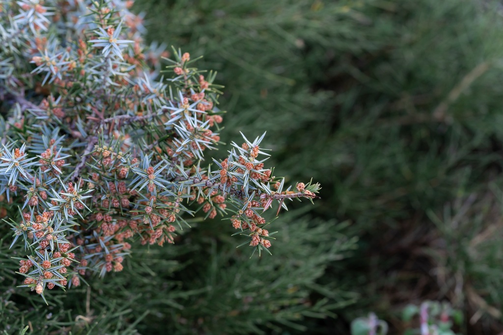 Large-fruited juniper (Juniperus macrocarpa)