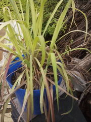 Cymbopogon nardus