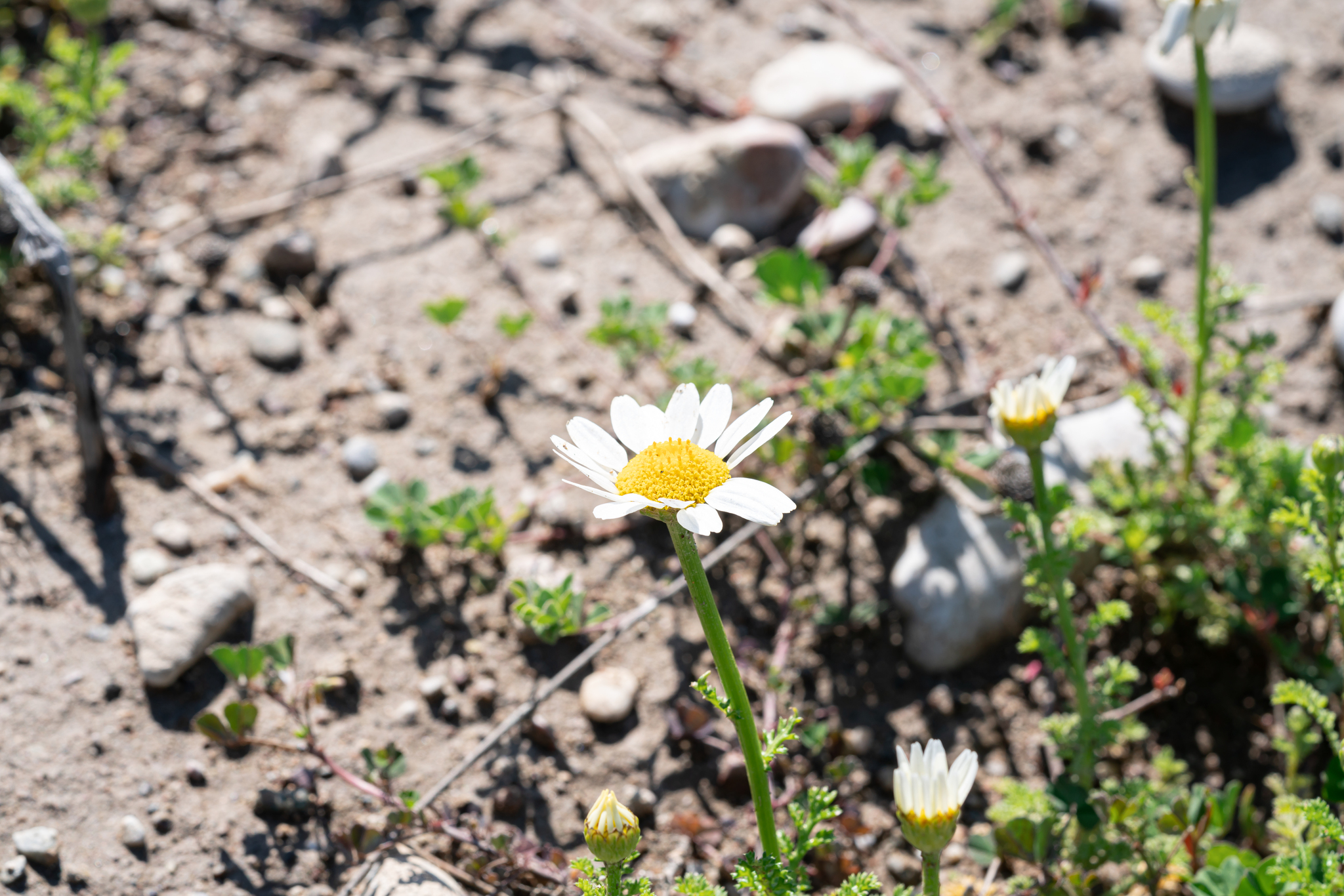 Blunt-Scaled Chamomile (Cota amblyolepis)