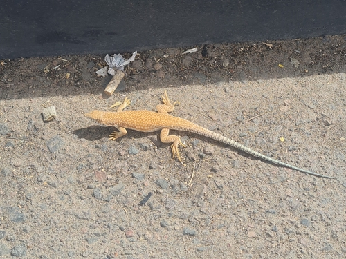Schmidt's Fringe-fingered Lizard