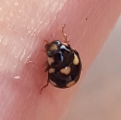 Brachiacantha decempustulata