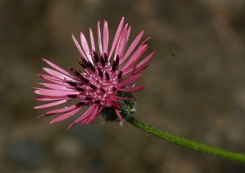 Photo of Volutaria tubuliflora (Murb.) Sennen