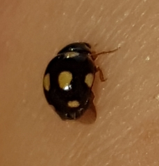 Brachiacantha decempustulata