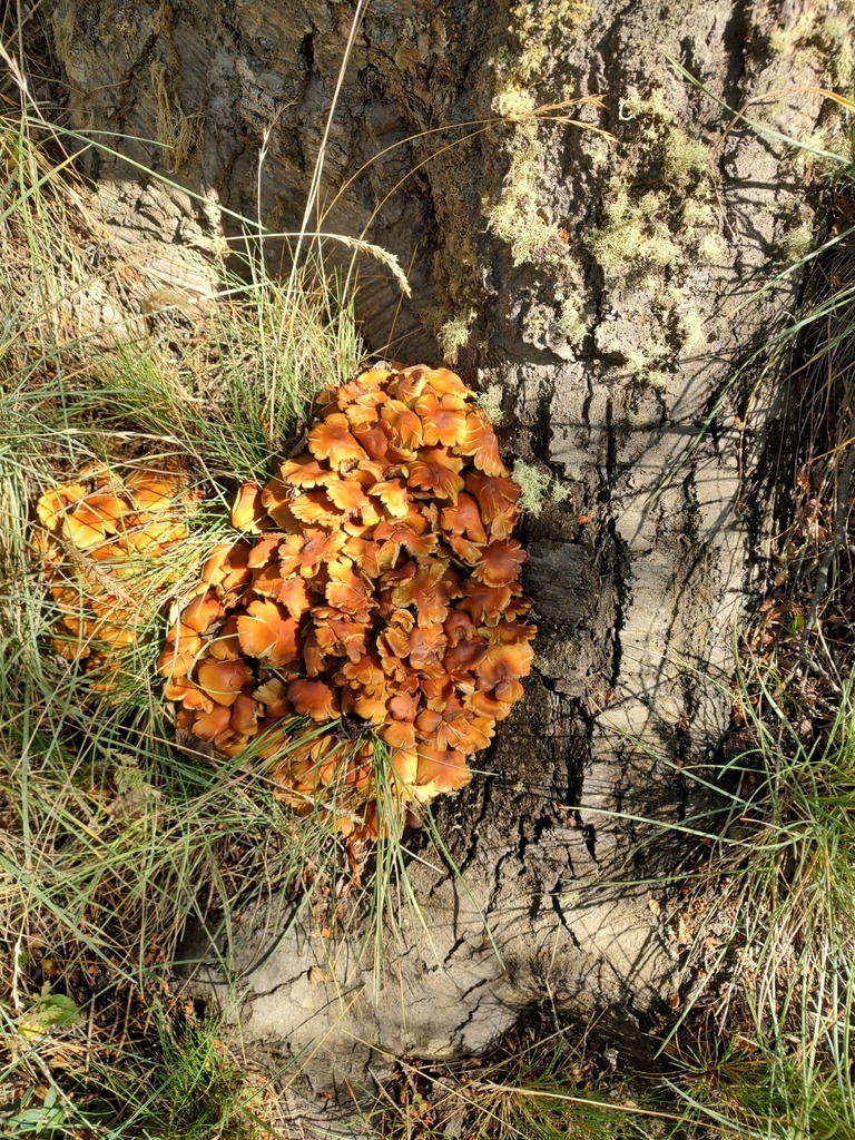 Hypholoma frowardii · March 2025 · photo: © jonas_dillen (iNaturalist, cc-by-nc)