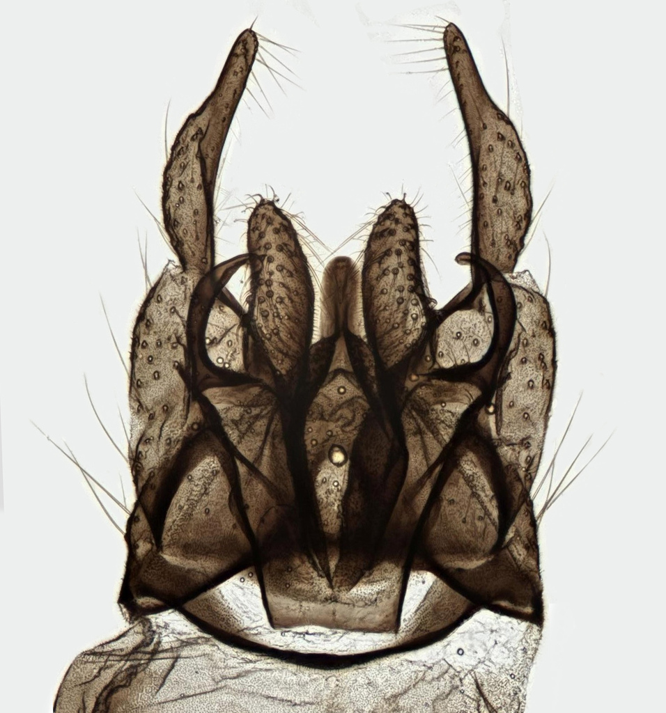 Chironomus anthracinus