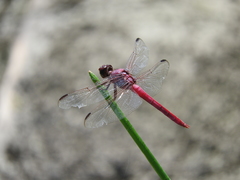 Orthemis ferruginea
