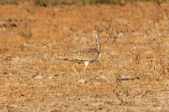 Chlamydotis macqueenii