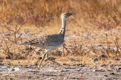 Chlamydotis macqueenii