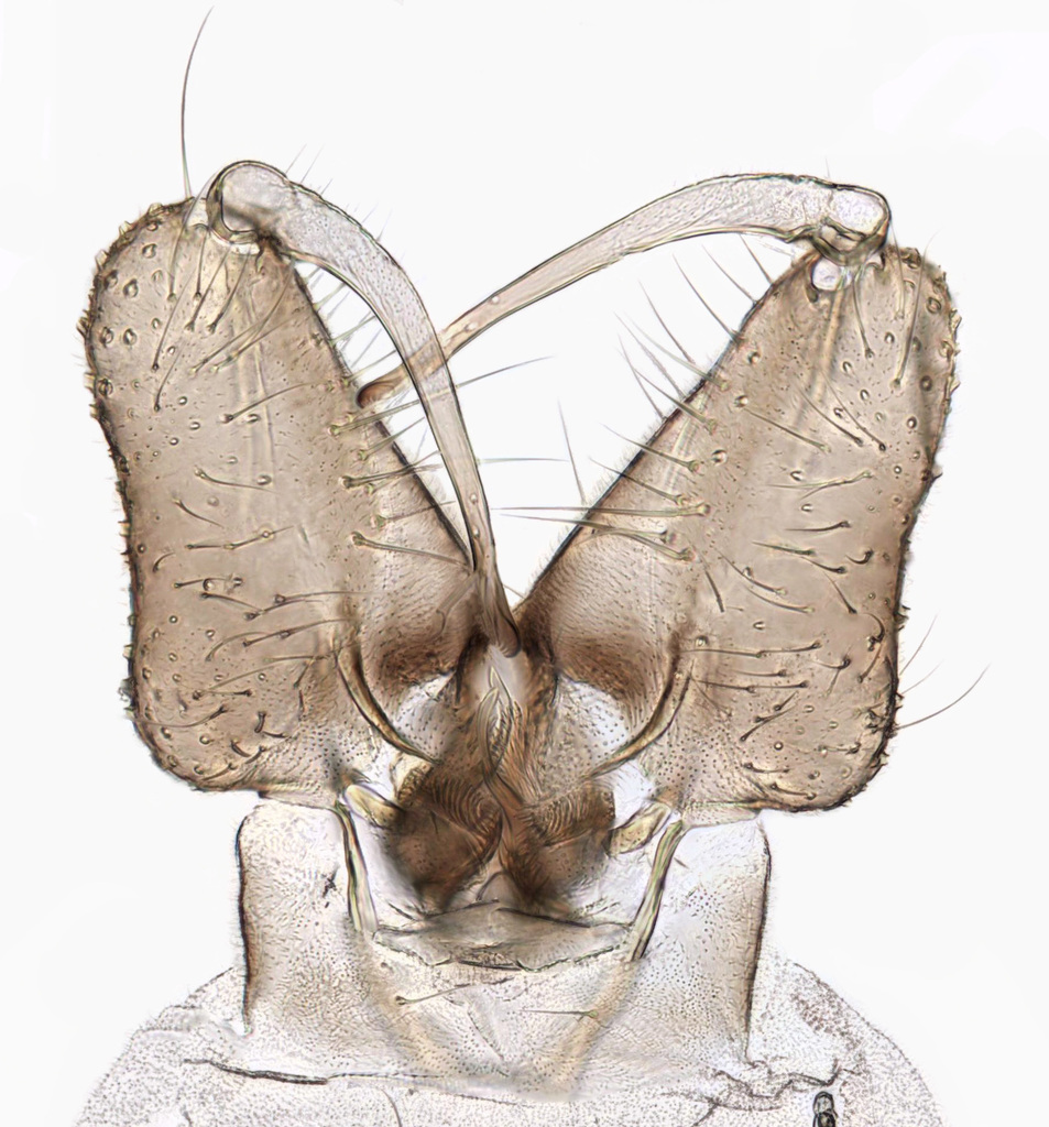 Ablabesmyia monilis
